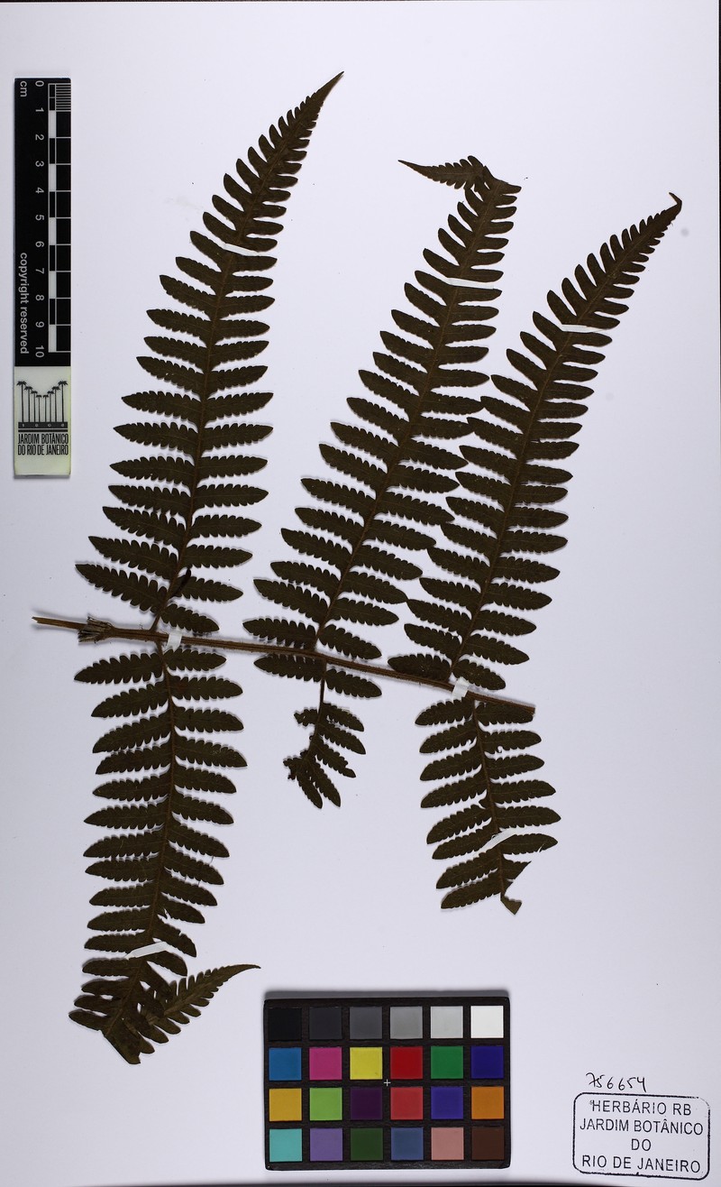 Megalastrum canescens