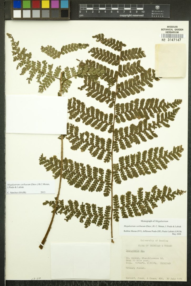 Megalastrum caribaeum