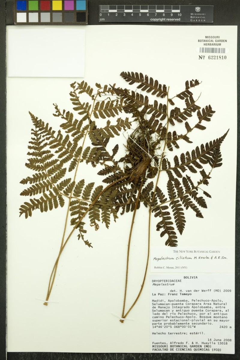 Megalastrum ciliatum