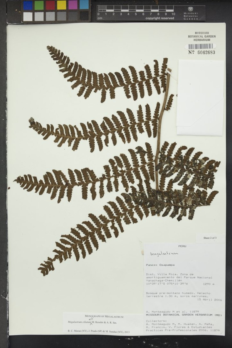 Megalastrum ciliatum photo 2