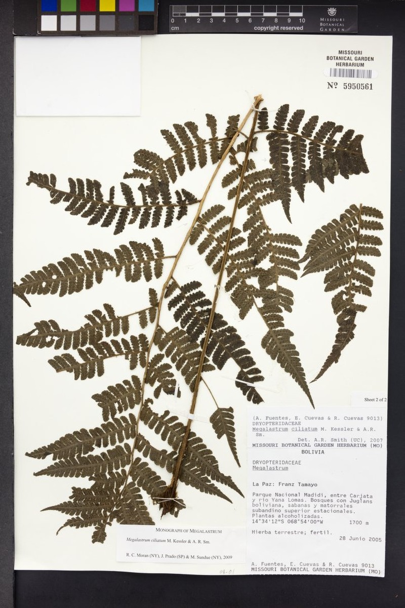 Megalastrum ciliatum photo 3