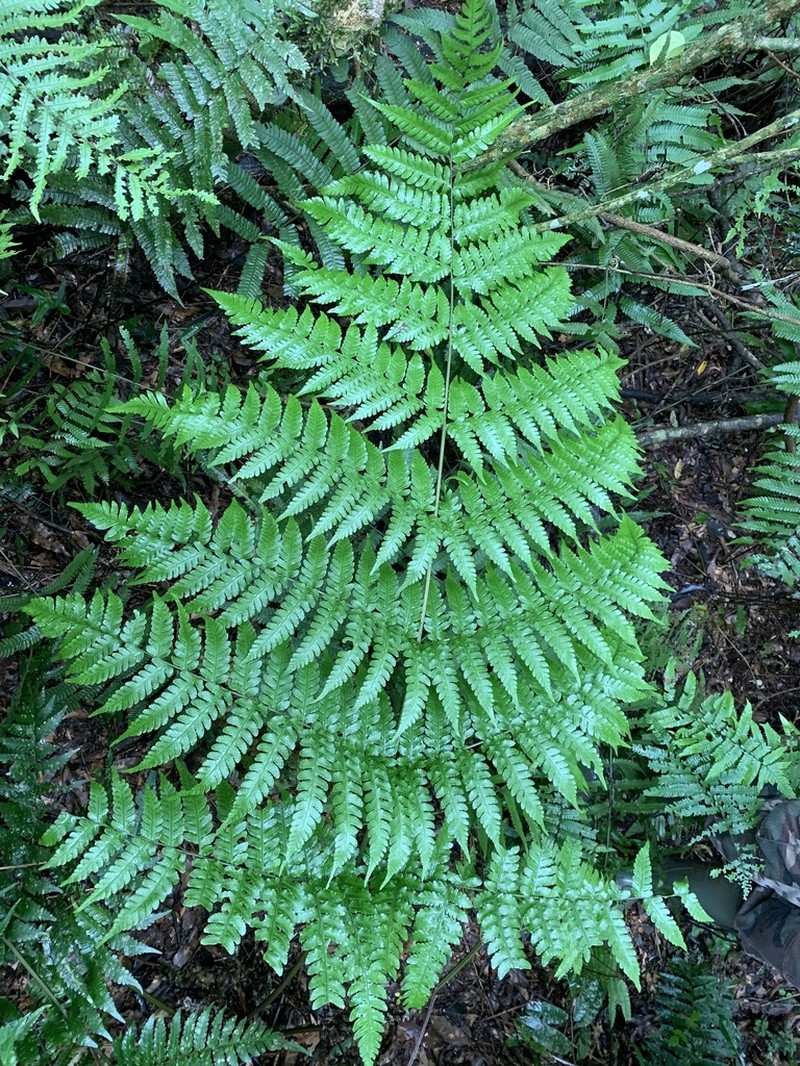Megalastrum connexum