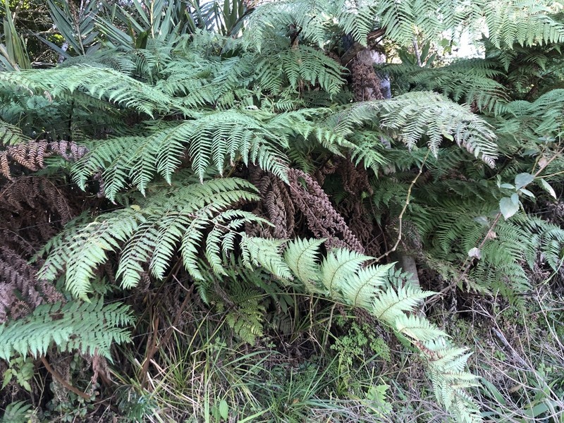 Megalastrum connexum photo 2