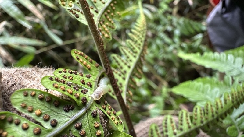 Megalastrum connexum photo 3