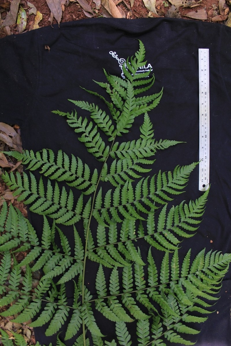 Megalastrum connexum photo 4