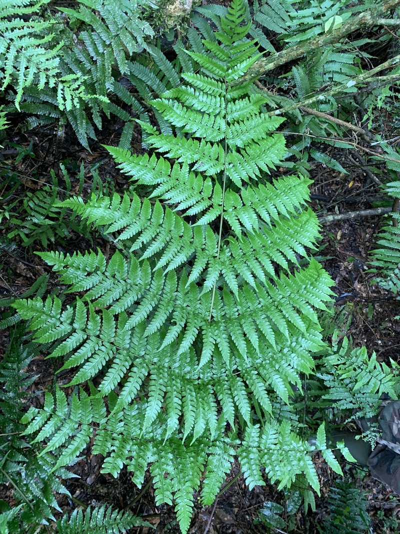 Megalastrum connexum photo 5