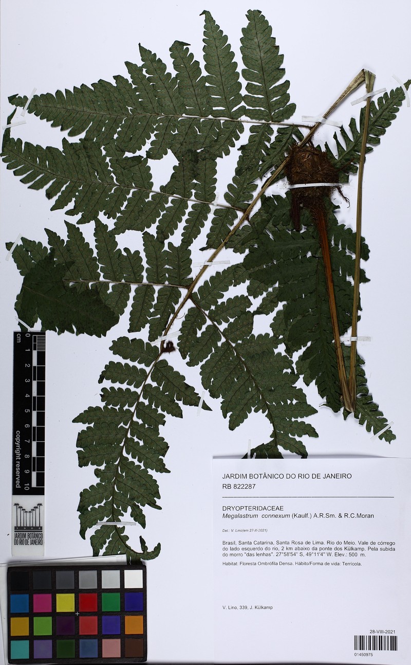 Megalastrum connexum photo 6