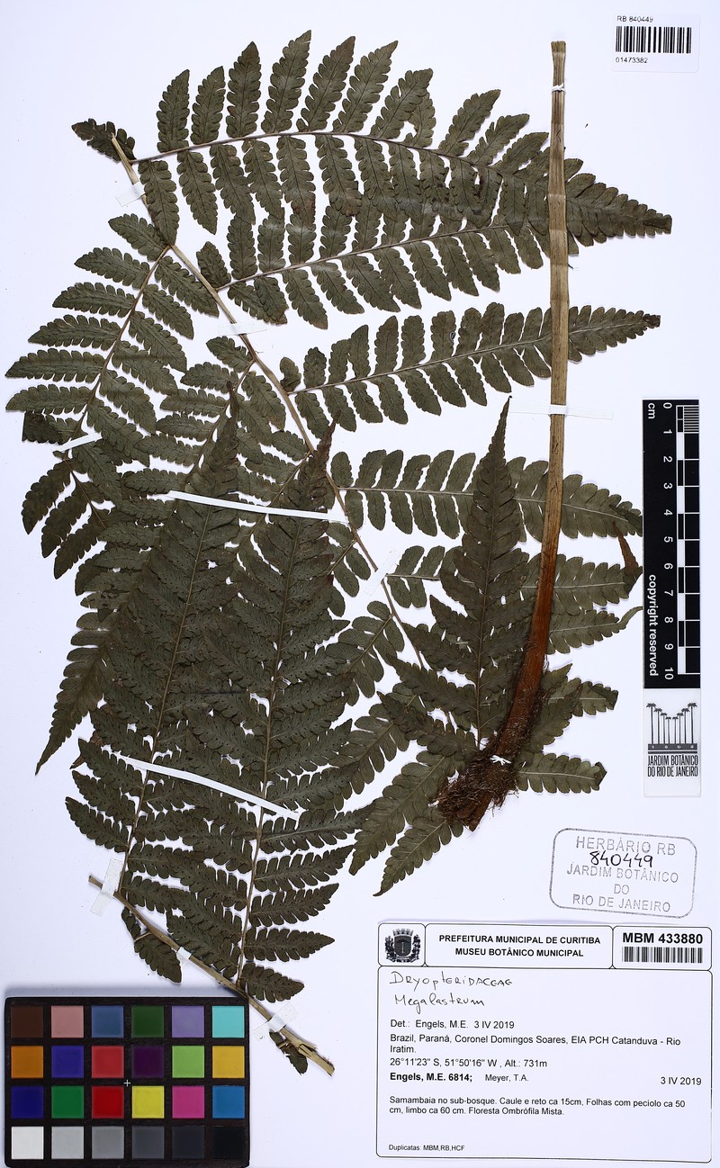 Megalastrum connexum photo 7