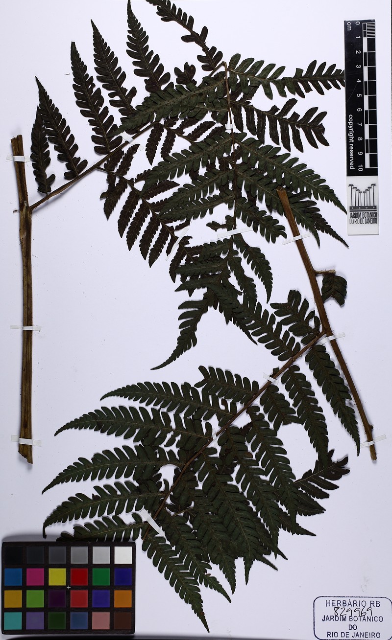 Megalastrum connexum photo 8