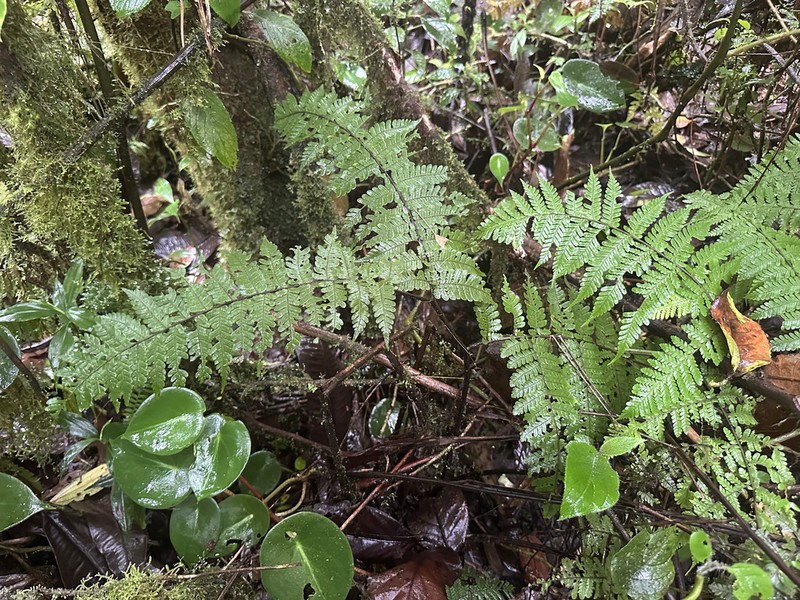 Megalastrum costipubens photo 3
