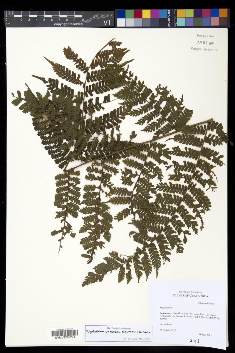 Megalastrum costipubens photo 5