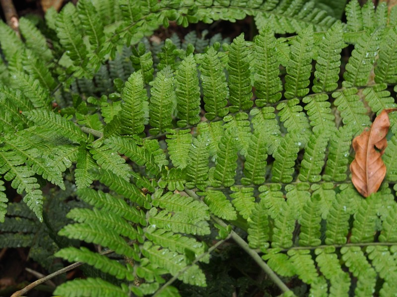 Megalastrum costipubens