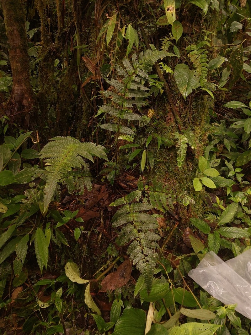 Megalastrum ctenitoides