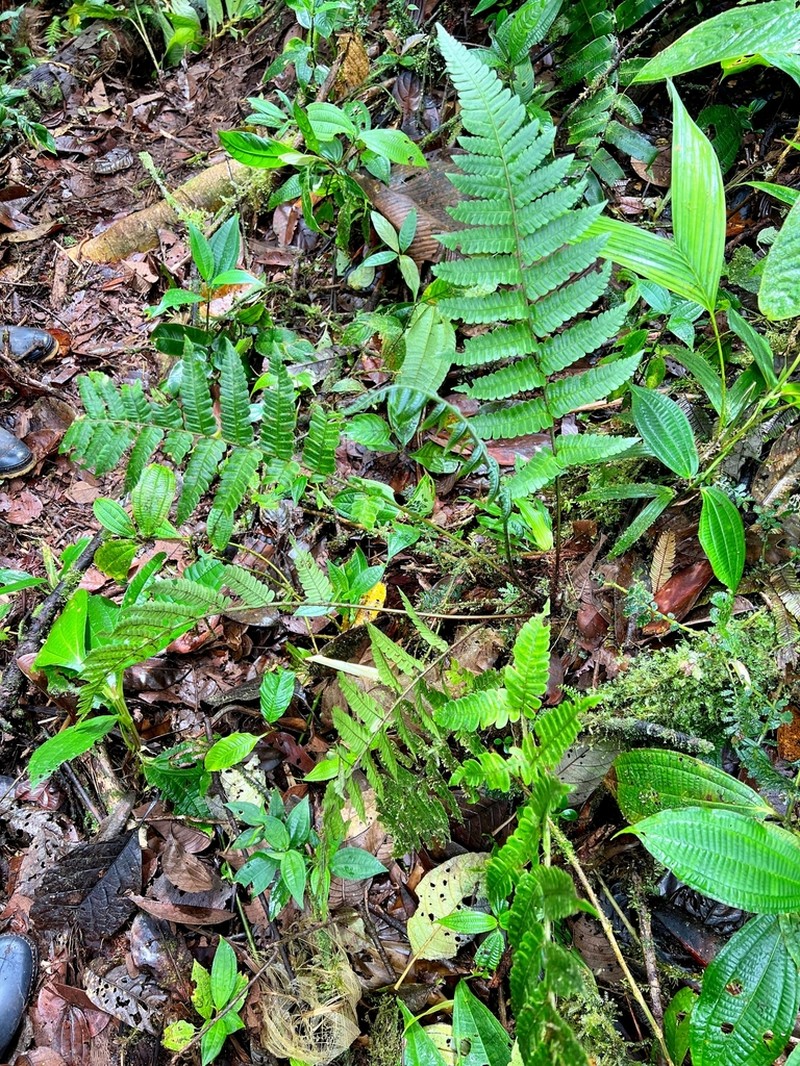 Megalastrum ctenitoides photo 2