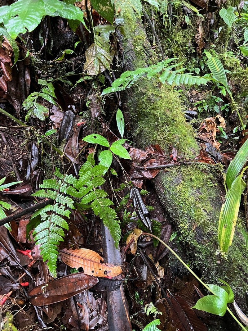Megalastrum ctenitoides photo 3