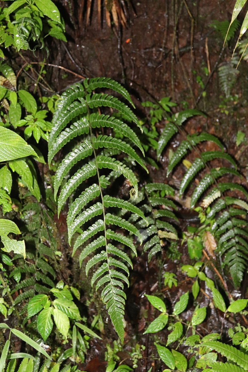 Megalastrum ctenitoides photo 4