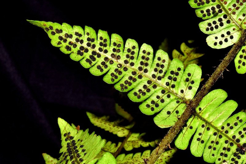 Megalastrum ctenitoides photo 6