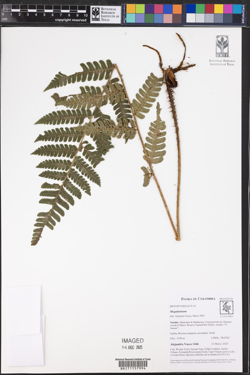 Megalastrum ctenitoides photo 7