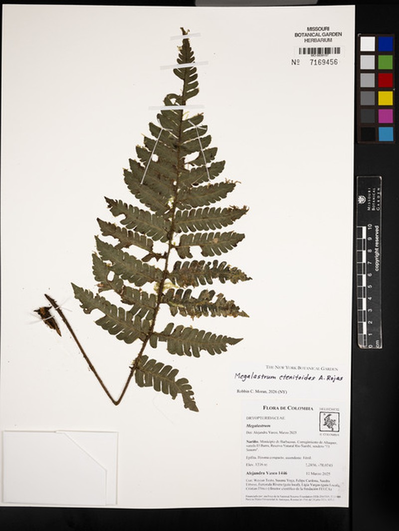 Megalastrum ctenitoides photo 8