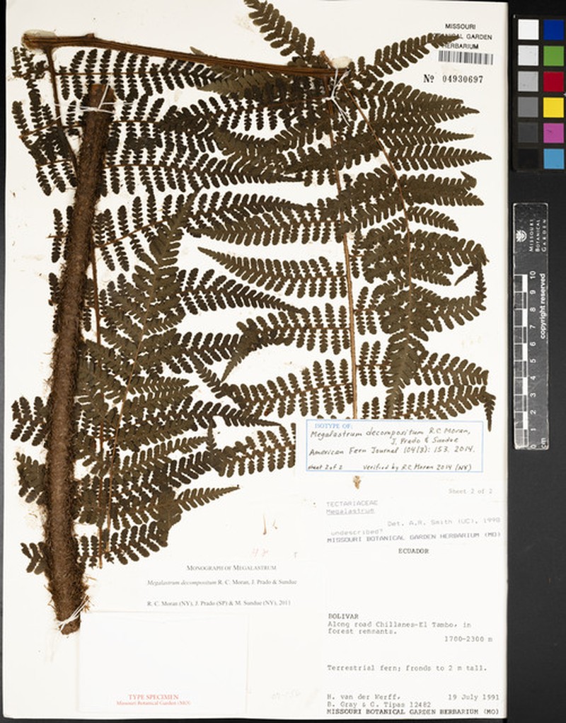 Megalastrum decompositum