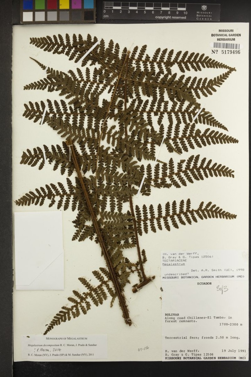 Megalastrum decompositum photo 2