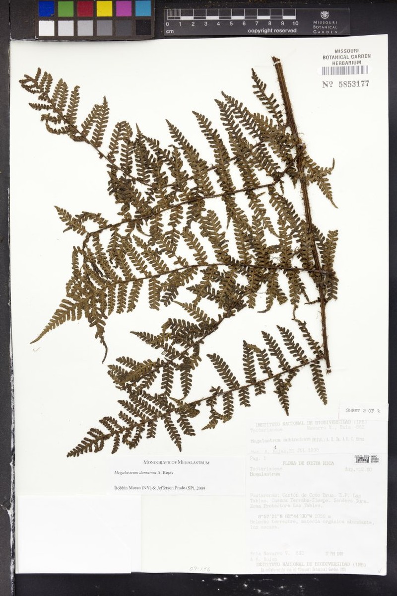 Megalastrum dentatum