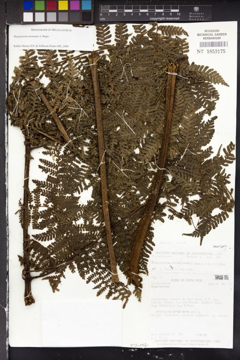 Megalastrum dentatum photo 2