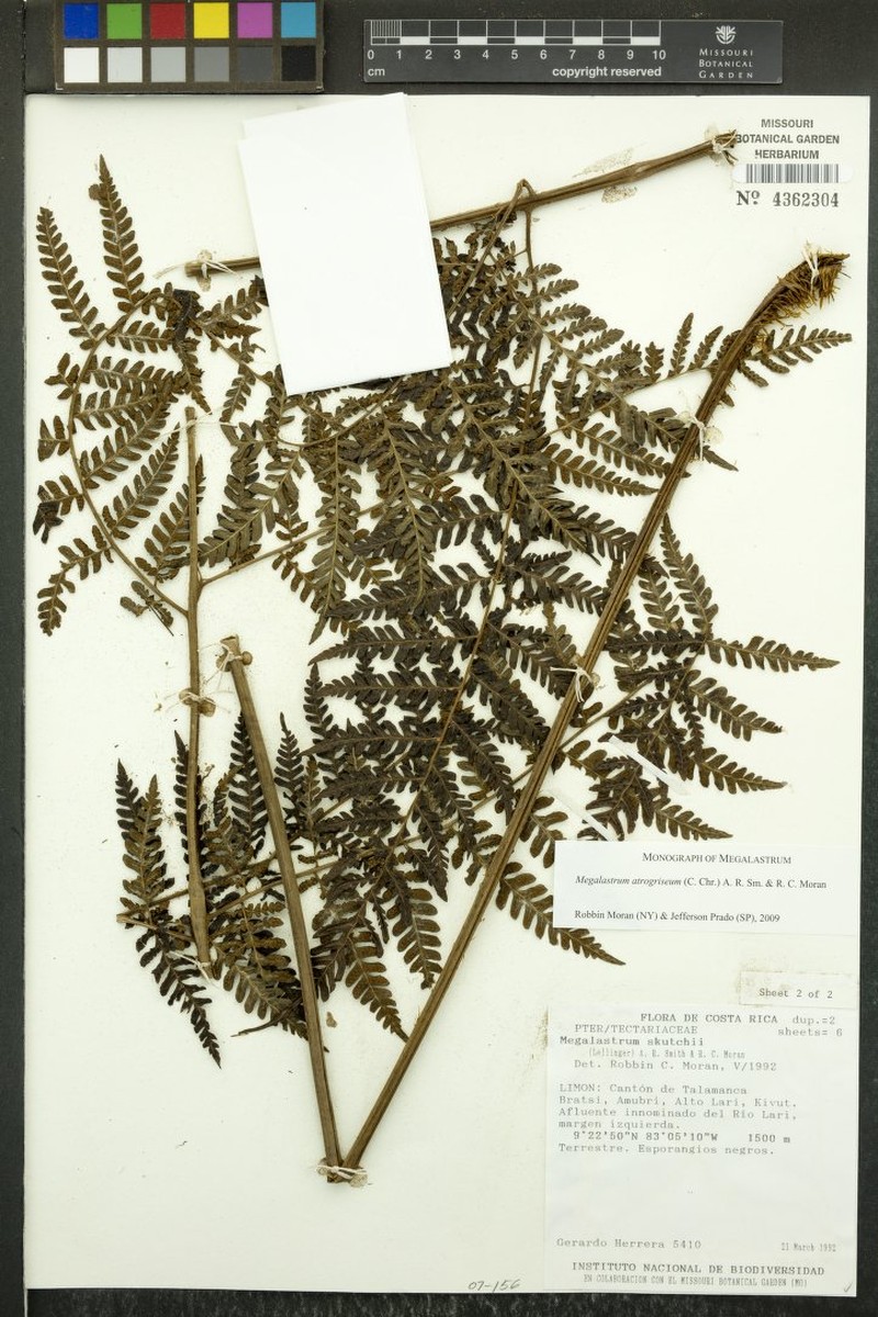Megalastrum dentatum photo 3