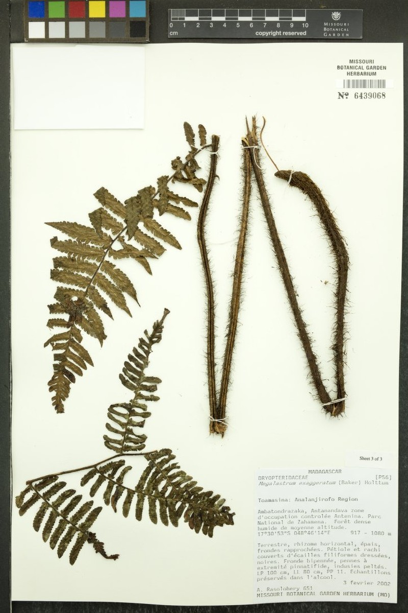 Megalastrum exaggeratum