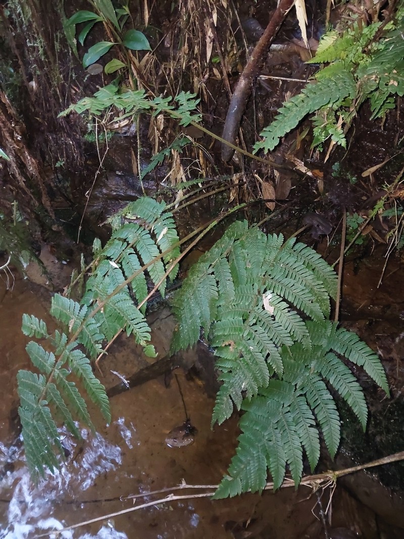 Megalastrum falcatum