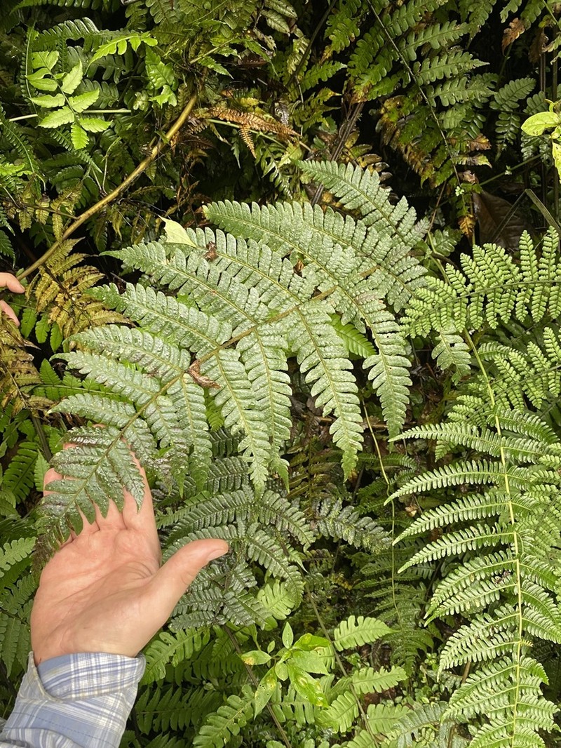 Megalastrum falcatum photo 2