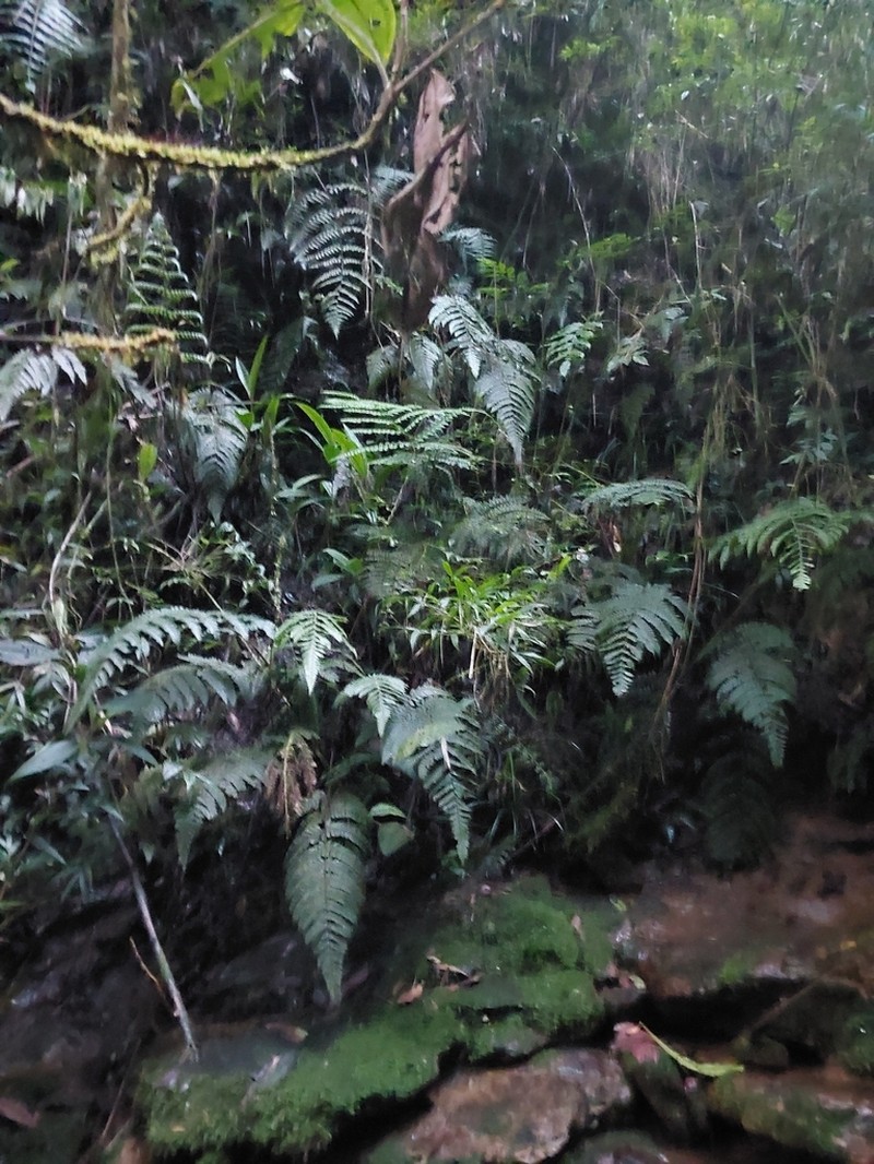 Megalastrum falcatum photo 3