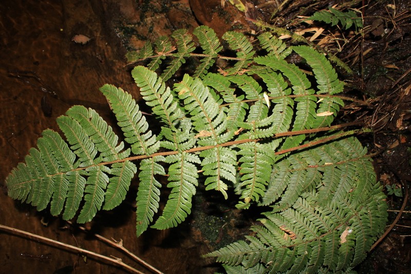 Megalastrum falcatum photo 4