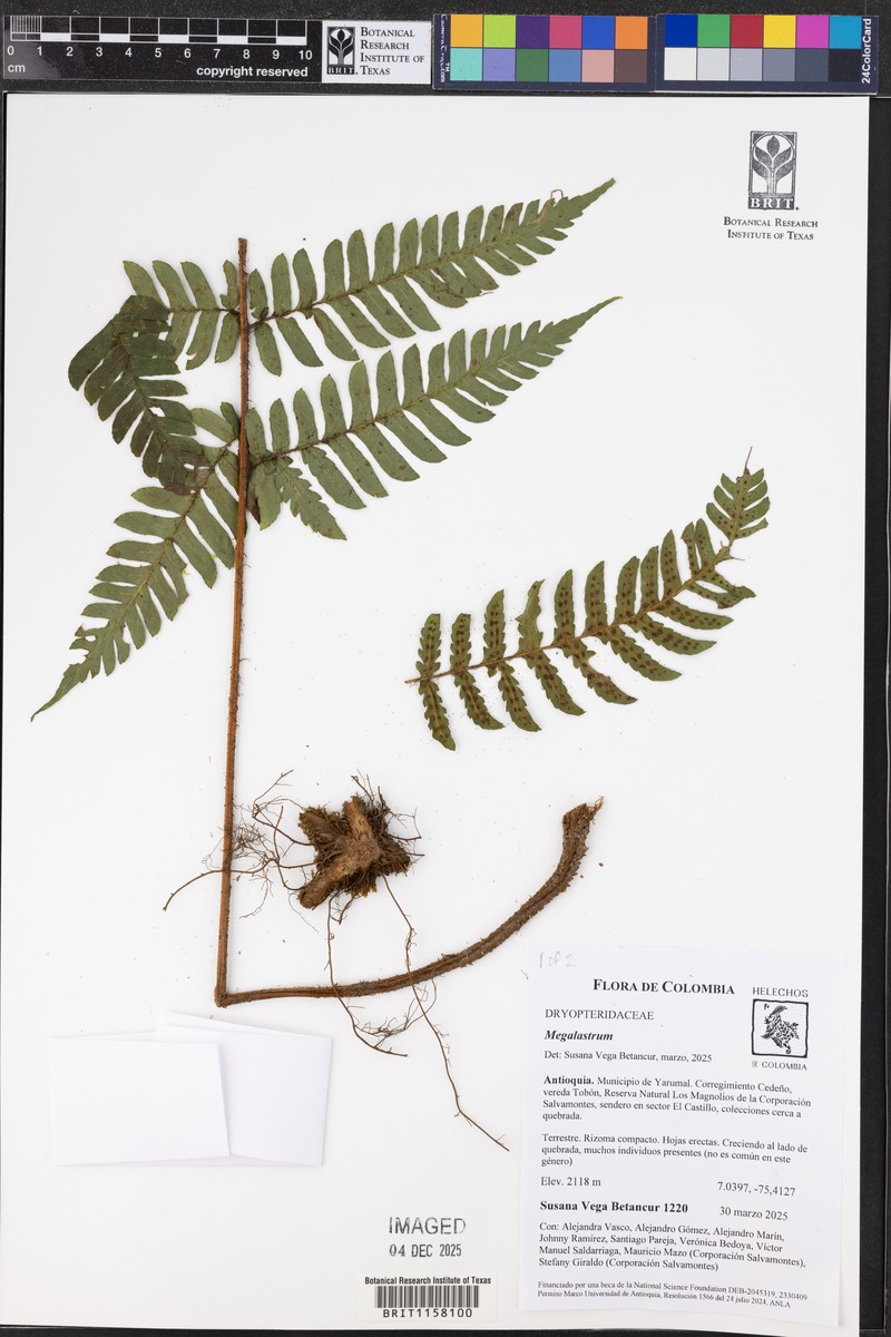 Megalastrum falcatum photo 6