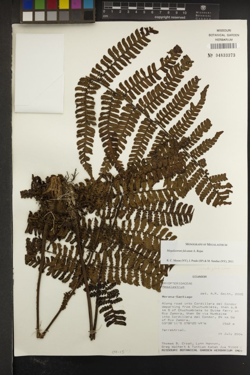Megalastrum falcatum photo 8