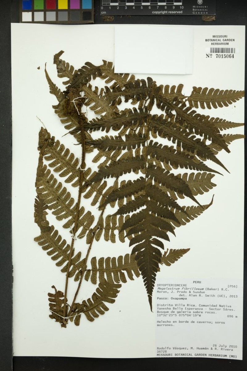 Megalastrum fibrillosum