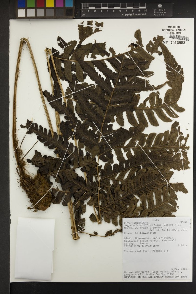 Megalastrum fibrillosum photo 2