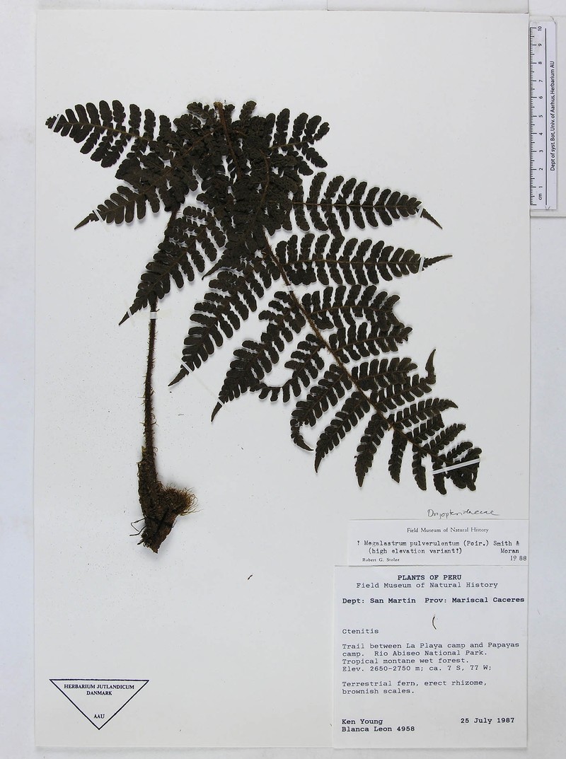 Megalastrum fimbriatum