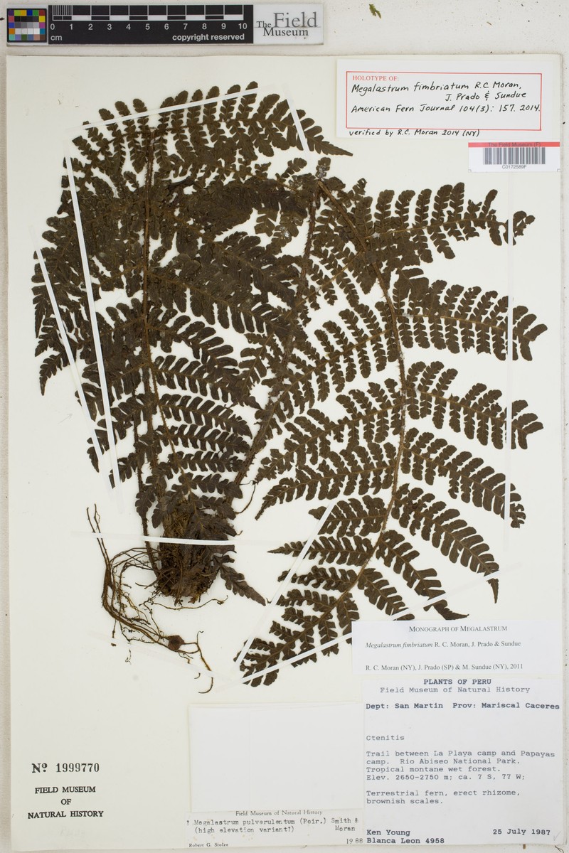 Megalastrum fimbriatum photo 2