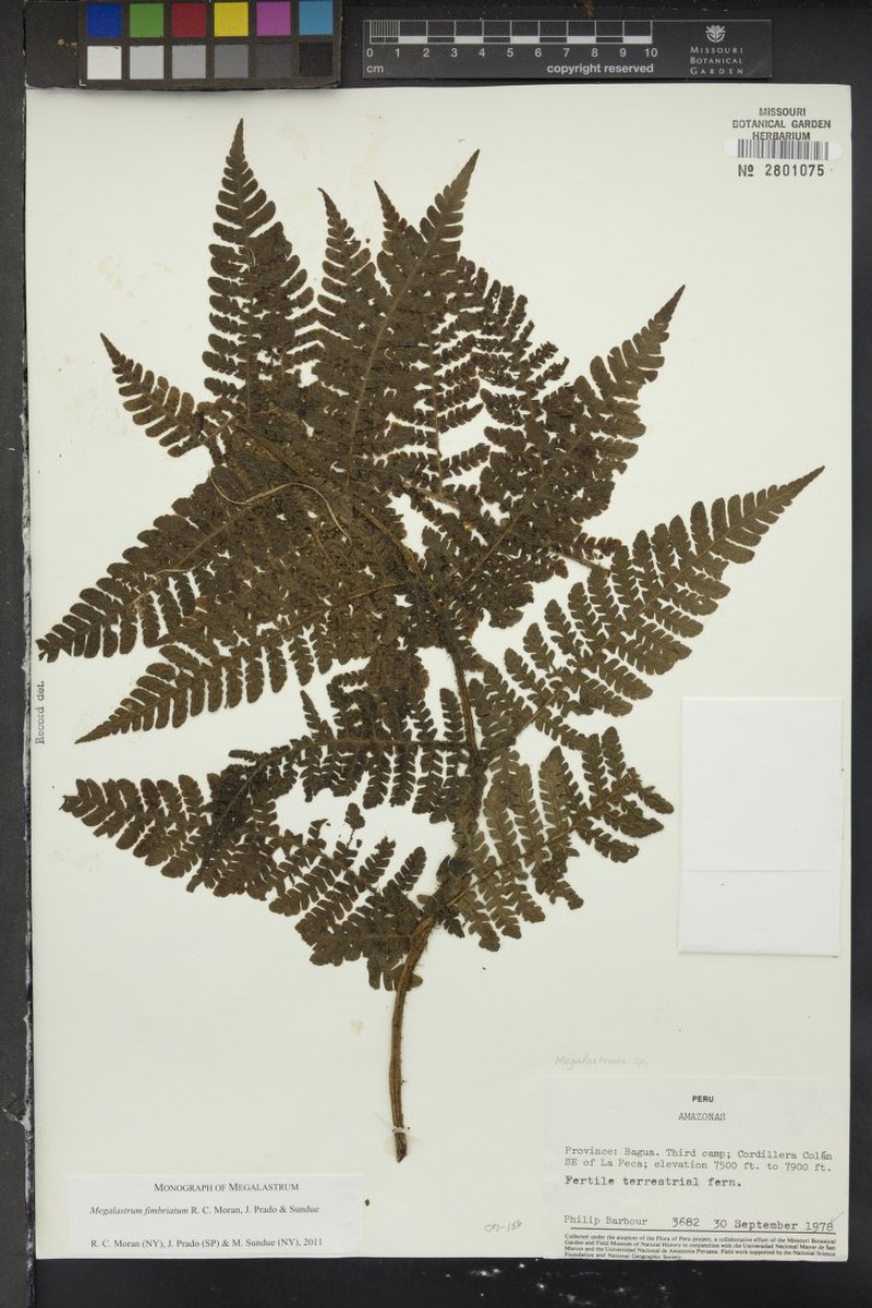 Megalastrum fimbriatum photo 3