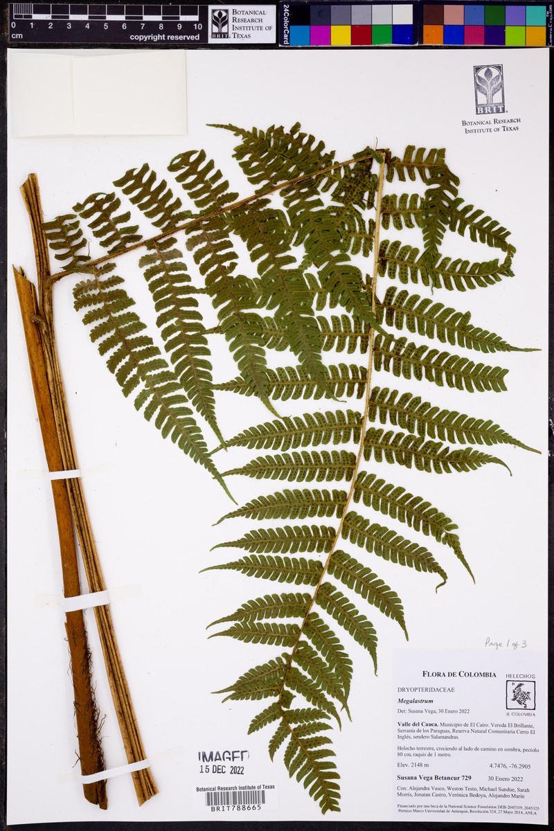 Megalastrum fugaceum