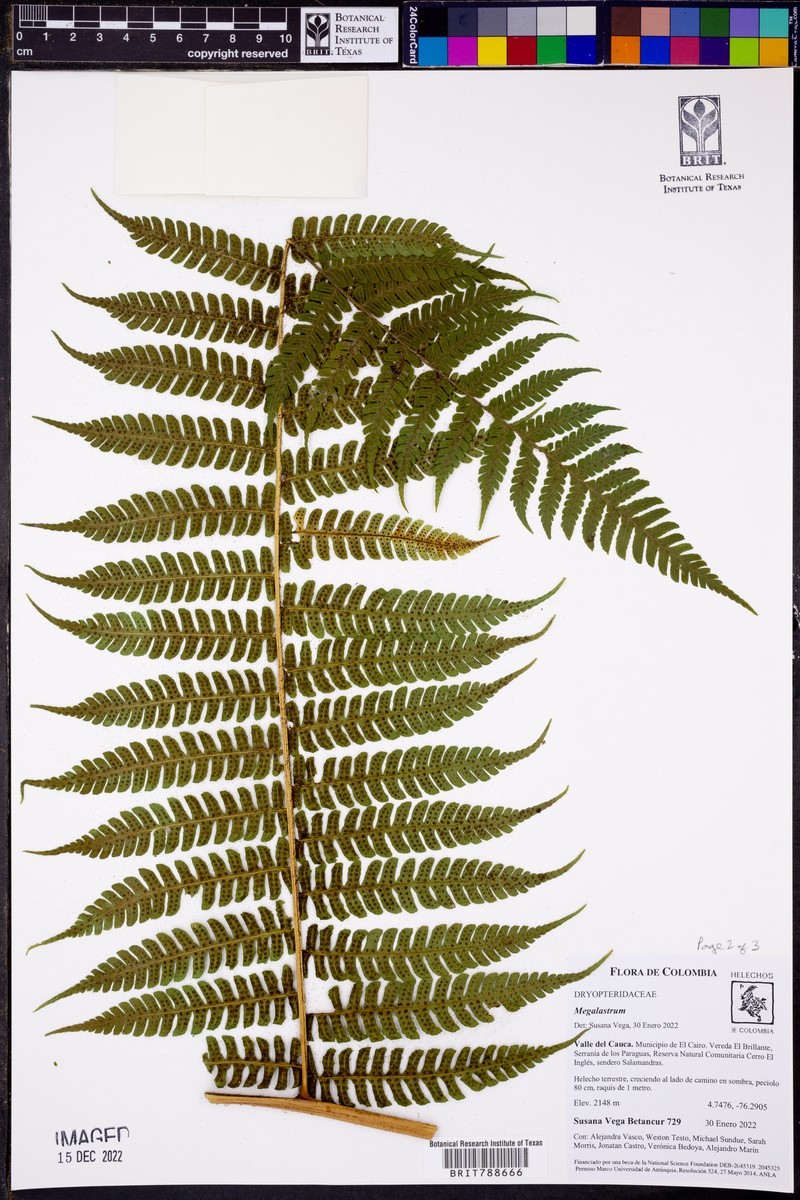 Megalastrum fugaceum photo 2