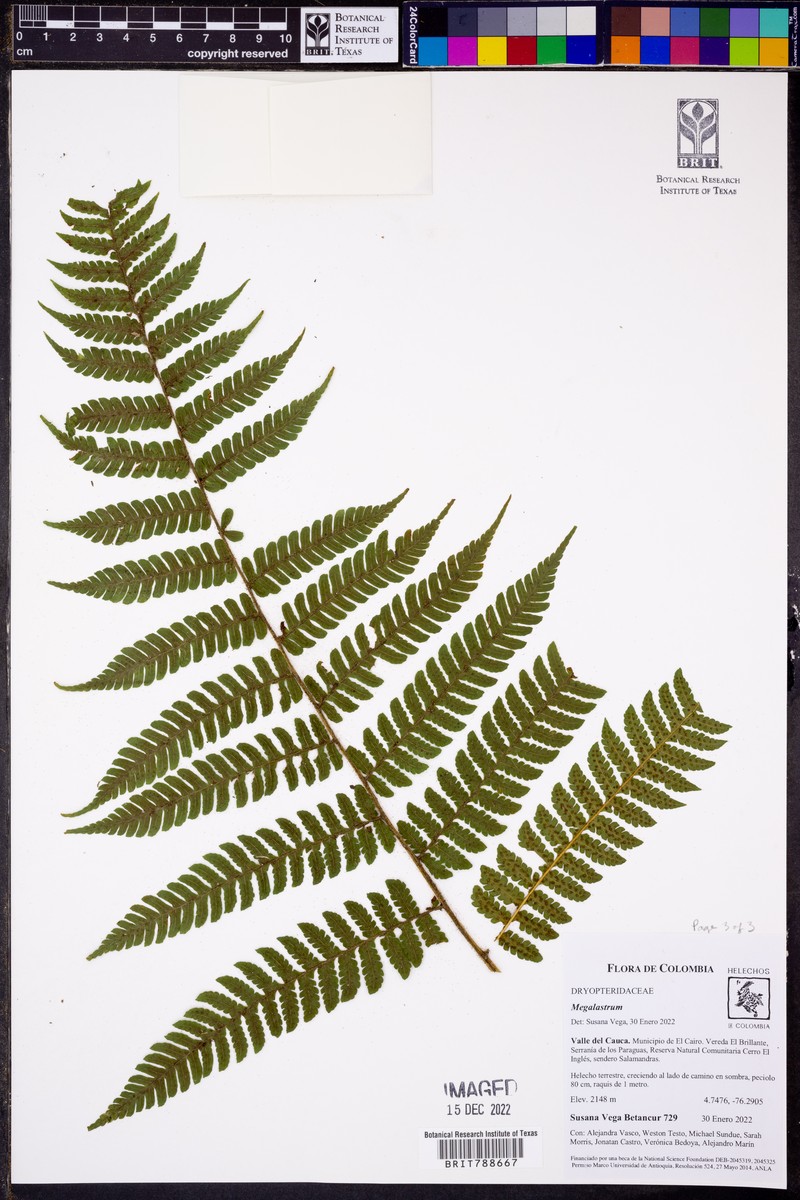 Megalastrum fugaceum photo 3