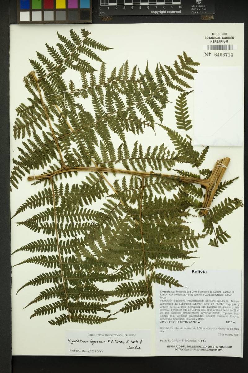 Megalastrum fugaceum photo 4