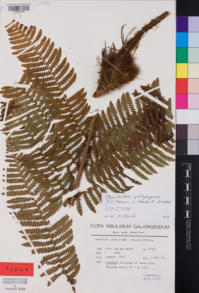 Megalastrum galapagense