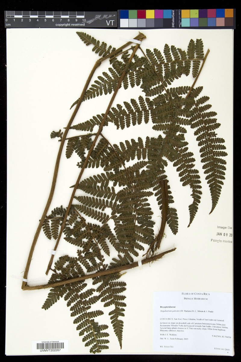 Megalastrum galeottii