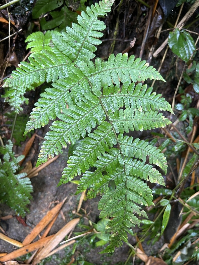 Megalastrum gilbertii