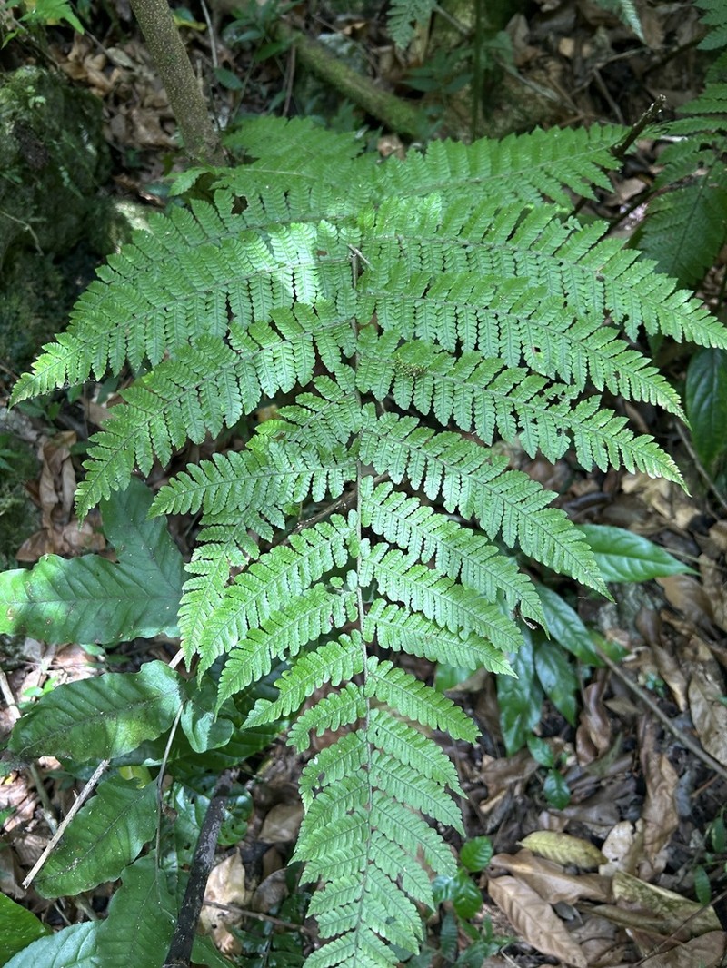 Megalastrum gilbertii photo 2