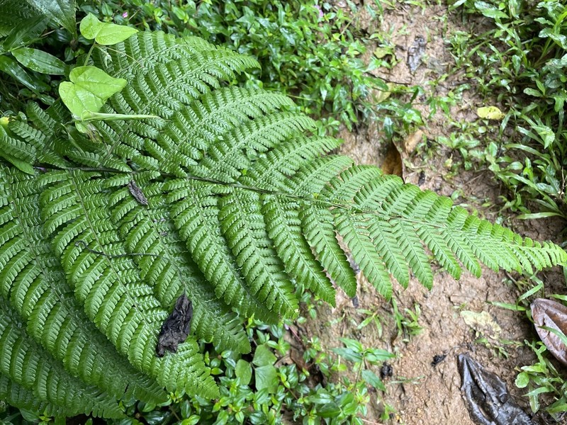 Megalastrum gilbertii photo 3