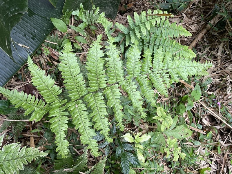 Megalastrum gilbertii photo 4